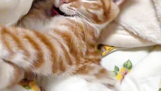 Cat Enjoys a Warm Sunbeam!