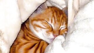 Cat Steals a Slice of Pizza! 🍕