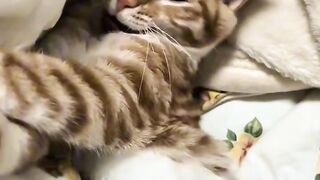 Cat Fighting its Own Shadow!