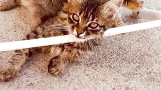 kucing kucing lucu 2