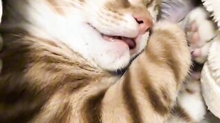 Cat Wakes up Confused!