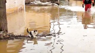 Cat Tries to Walk on Ice!