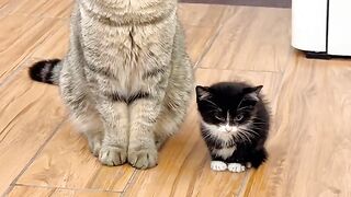 Cat Yelling at the Closed Door!