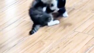 Cat Tries to Fit in a Tiny Box!
