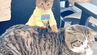 Cat Purring Like a V8 Engine!