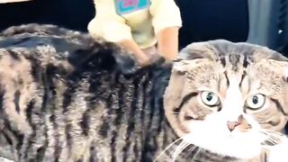 Cat Refuses to Walk on a Leash!
