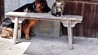 Cat Stealing Owner's Socks!