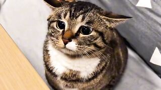 Cat Smelling a Lemon! 😂