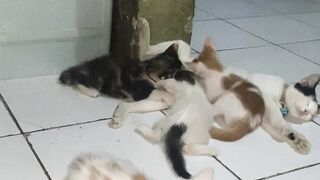Wahh lucu banget