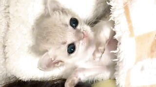 Cat Discovers the Ceiling Fan!