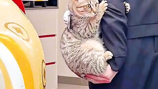 Kitten's First Time Trying Wet Food!