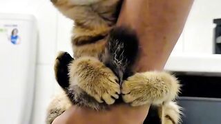 Cat Attacking the Broom!