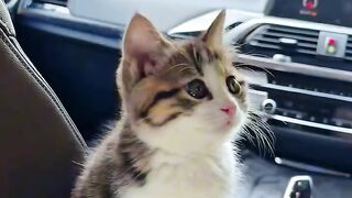Cat Begging for a Piece of Ham!