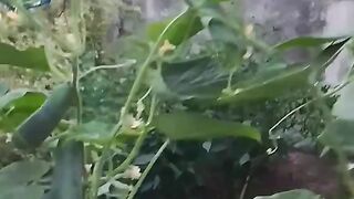 cucumbers