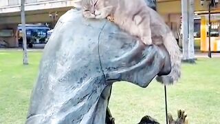 Cat Meowing "No" to the Vet!