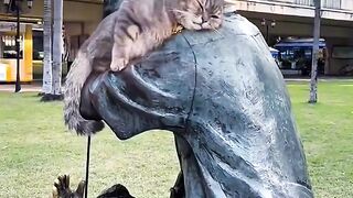 Cat Getting a Brain Freeze from Popsicle!