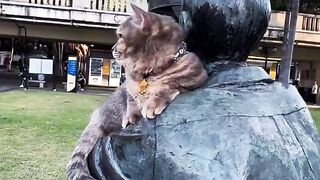 Cat Carrying a Giant Teddy Bear!