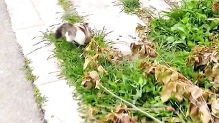 Cat Jumping into a Pile of Leaves!