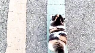 Cat Staring at a Ghost in the Hallway!