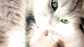 Kitten Learning to Meow! 🥺