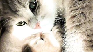 Cat Fighting its Own Tail in Circles!