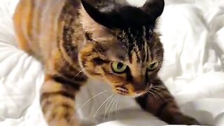 Cat Reacts to Owner Wearing a Mask!