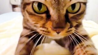 Cat Sleeping with its Tongue Out!