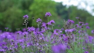 Flowers 53