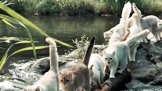 Cat Knocking the Camera Over!