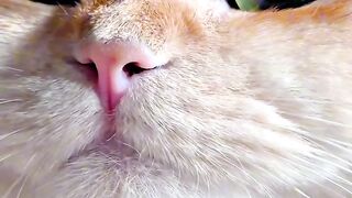 Cat Trying to Dig through the Blanket!