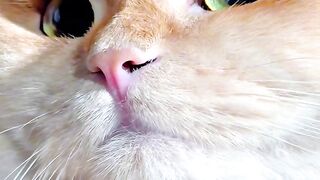 Cat Meets a Hedgehog! 🦔