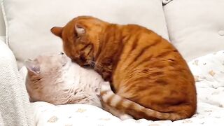 Cat Sleeping in a Perfect Circle!