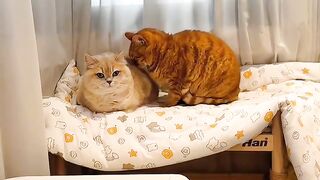 Cat Stealing a Piece of Broccoli!