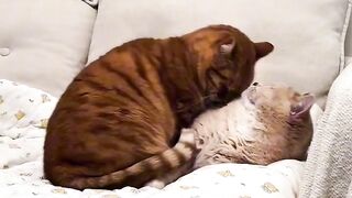 Cat Chattering at the Laser Dot!