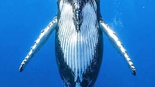 fact Humpback whale 😱 #fyp #trending