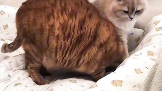 Cat Doing a Big Morning Stretch!