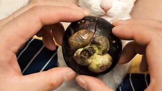 Cat Trying to Open a Cabinet Door!