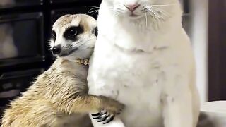 Cat Scared by a Toaster Popping!