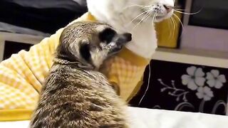 Cat Loving the Hair Dryer Warmth!