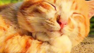 Cat Fighting a Dust Bunny!