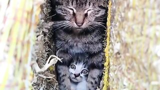 Cat Sneezing and Scaring Itself!