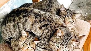 Funniest Cat Fails of 2026! 😂 4