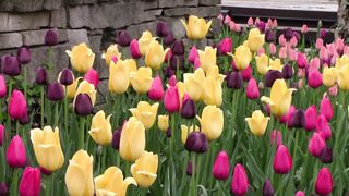 Flowers 54