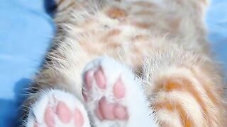 You Won't Believe What This Cat Did! 3