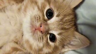 Cutest Kitten Meowing for 1 Minute! 3