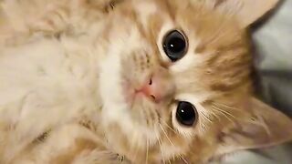 Ninja Cat Jumping Level 999! 2
