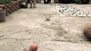 Hilarious Cat Scared of Cucumber! 2