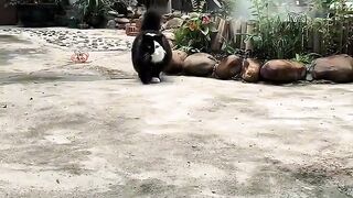 Trying Not To Laugh at This Cat! 2