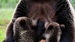 Two Adorable Bear Cubs Nursing from Their Mother 🐻❤️