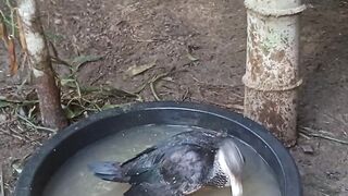 Cute Ducks Bathing and Splashing in Pond Water
